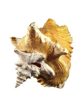 Conch Sea Shell Large Natural Brown White beach house vacation nautical ocean